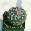 Copiapoa_barqitensis